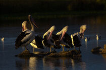 The Pelican Band von td-photography
