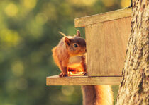 Red Squirrel by Margaret Ryan