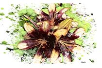 Maroon Asiatic Lily von eloiseart