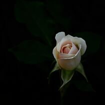 Rosenblüte von Ines Meyer