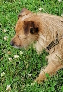 Portrait Hund auf Sommer Wiese  von susanne-seidel
