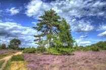 Westruper Heide 1 by Edgar Schermaul