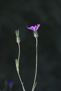 Langstielige Blüten in Farben von Eric Fischer