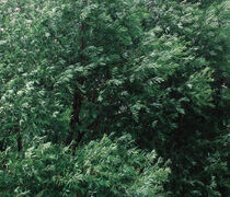 Foliage II by Andrei Grigorev