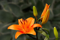 orange Lilie 13 by Erhard Hess