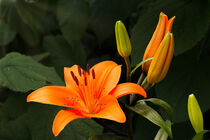 orange Lilie 15 by Erhard Hess