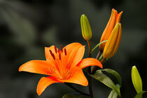 orange Lilie 16 by Erhard Hess