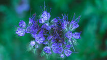 Blue Tansy wildflower von Margaret Ryan