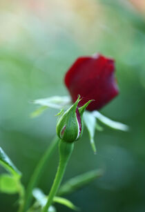 Knospe Rose by Ricardo Will
