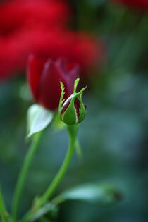 Roses von Ricardo Will