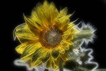 Schönheit der Sonnenblume  von Edgar Schermaul
