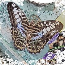 Blue Butterfly by eloiseart