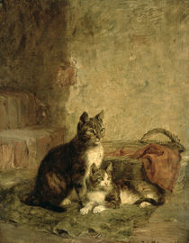 Cats by Julius Adam