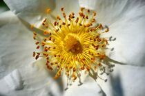 'Blütensonne' by Edgar Schermaul
