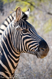 Burchell's zebra by Iain Baguley