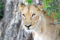 Female Lioness by Iain Baguley