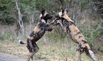 Wild Dogs playing by Iain Baguley
