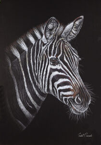 Zebra Portrait by Isabel Conradi