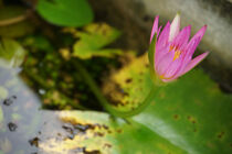 Lotus flower by elenatma
