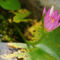 Lotus-flower
