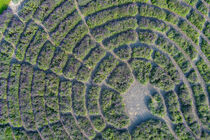Detail Lavendel-Labyrinth im Park der Universität Hohenheim  by Christoph Hermann
