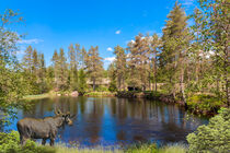 Moose stands by a Swedish river on a beautiful summer day by Margit Kluthke