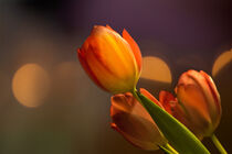 A bouquet of orange colored tulips against a harmonious background with fine bokeh. edited as an oil painting. by Margit Kluthke