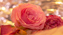beautiful roses with raindrops staged in an artistic way. by Margit Kluthke