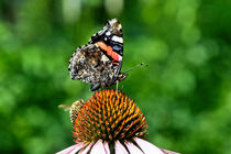 Schmetterling und Biene auf einer Blume von Eric Fischer