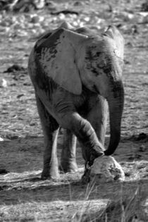 Baby Elephant playing by Iain Baguley
