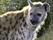 Spotted Hyena by Iain Baguley