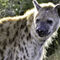 Spooted-hyena-1