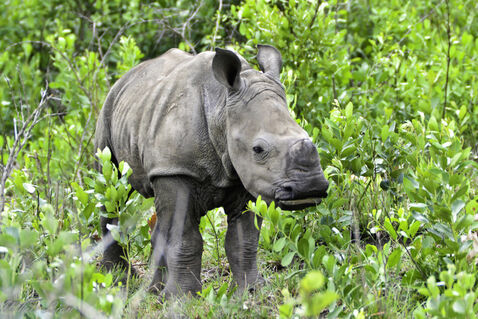 Baby-white-rhino-1