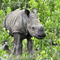 Baby-white-rhino-1
