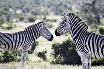 Burchell's zebra pair  by Iain Baguley
