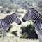 Brchells-zebra-pair-1