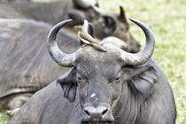 Buffalo with Red Billed Ox Pecker von Iain Baguley