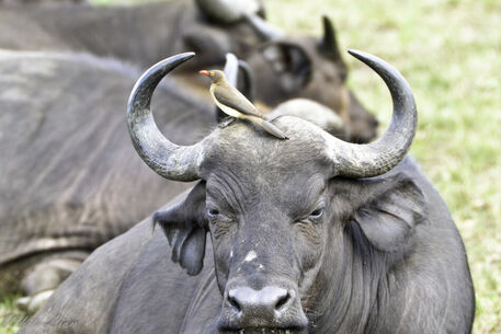 Buffalo-with-red-billed-oxpecker-1