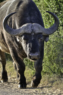Buffalo von Iain Baguley