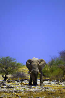 Bull Elephant by Iain Baguley