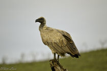 Cape Vulture by Iain Baguley