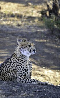 Cheetah  by Iain Baguley