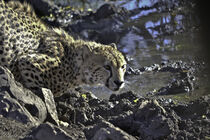 Cheetah by Iain Baguley