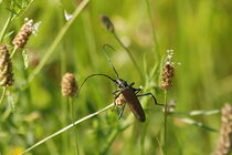 Moschussbock - ein akrobatischer Käfer by Anja  Bagunk