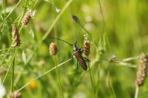 Moschussbock - ein Käfer an zwei Halmen von Anja  Bagunk