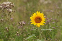Sonnenblume by Anja  Bagunk