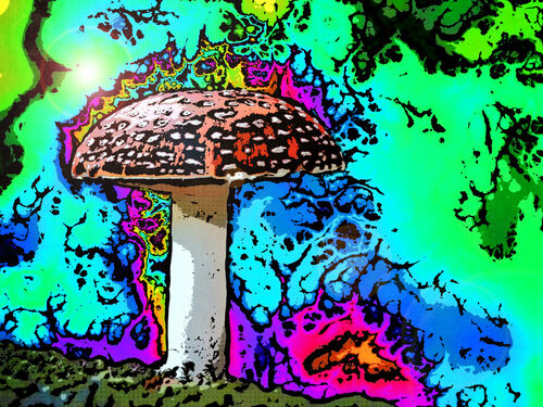 21aug-mushroom-trip