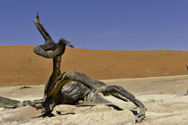 Fallen Camel Thorn tree in Sossusvlei Pan  by Iain Baguley
