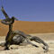 Dead-vlei-fallen-tree-sussusvlei-namibia-1
