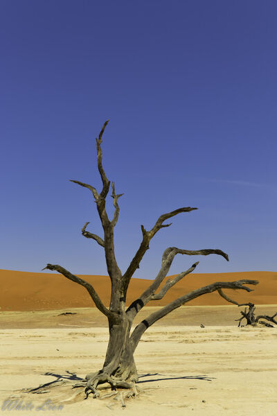 Dead-vlei-standing-tall-sussusvlei-namibia-1